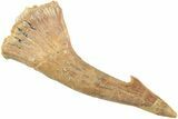 Fossil Sawfish (Onchopristis) Rostral Barb - Morocco #236099-1